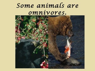 What do animals eat | PPT