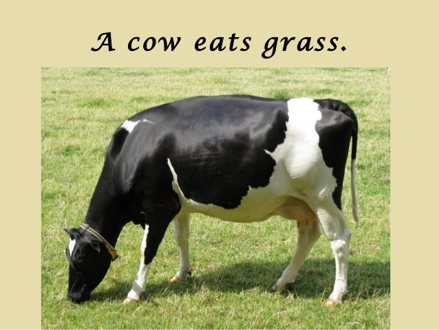 What are some animals that eat grass?