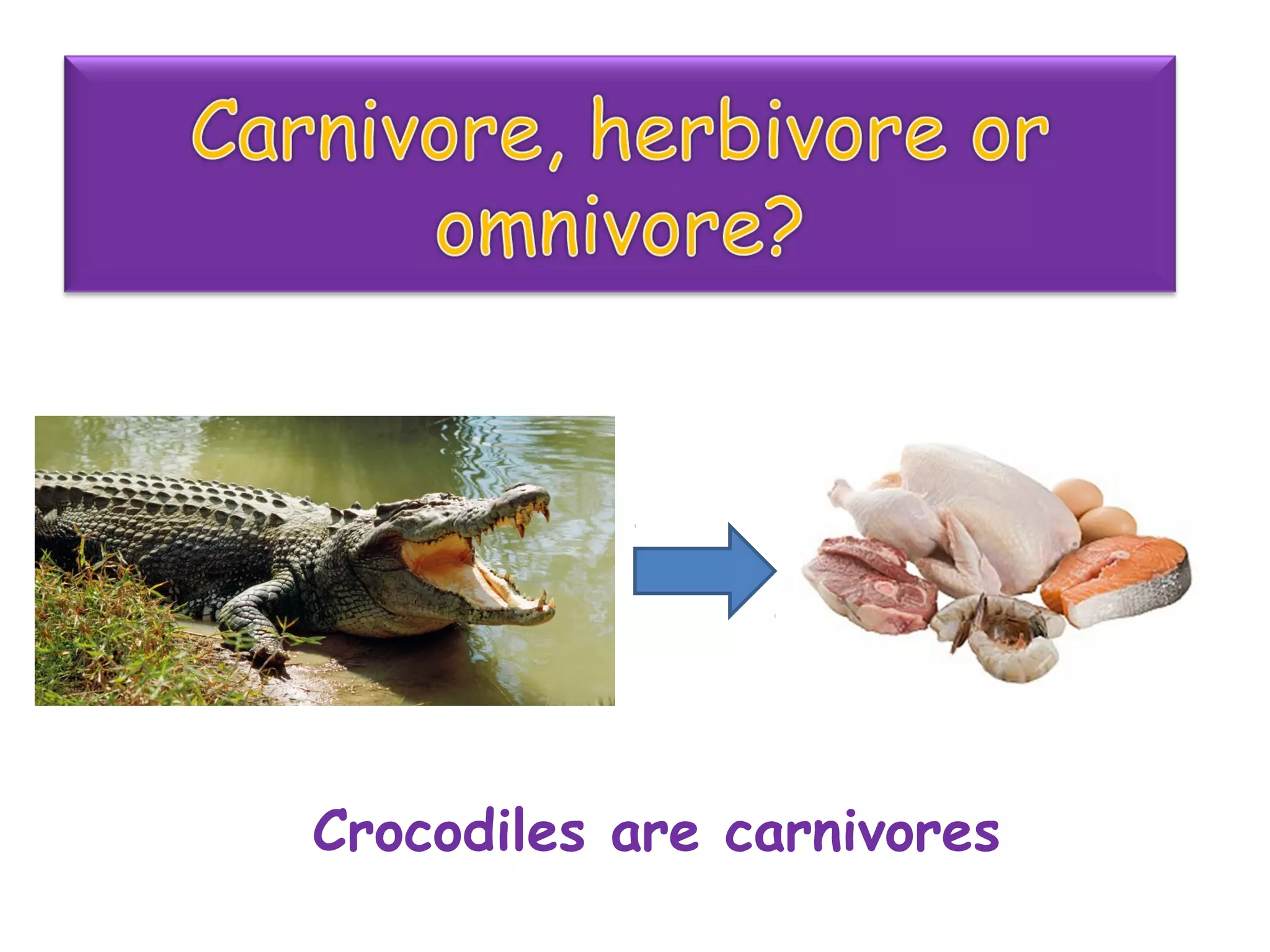 Crocodiles are carnivores