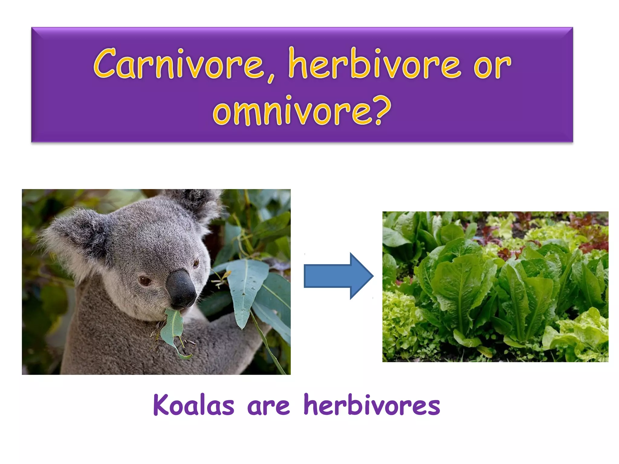 Koalas are herbivores
