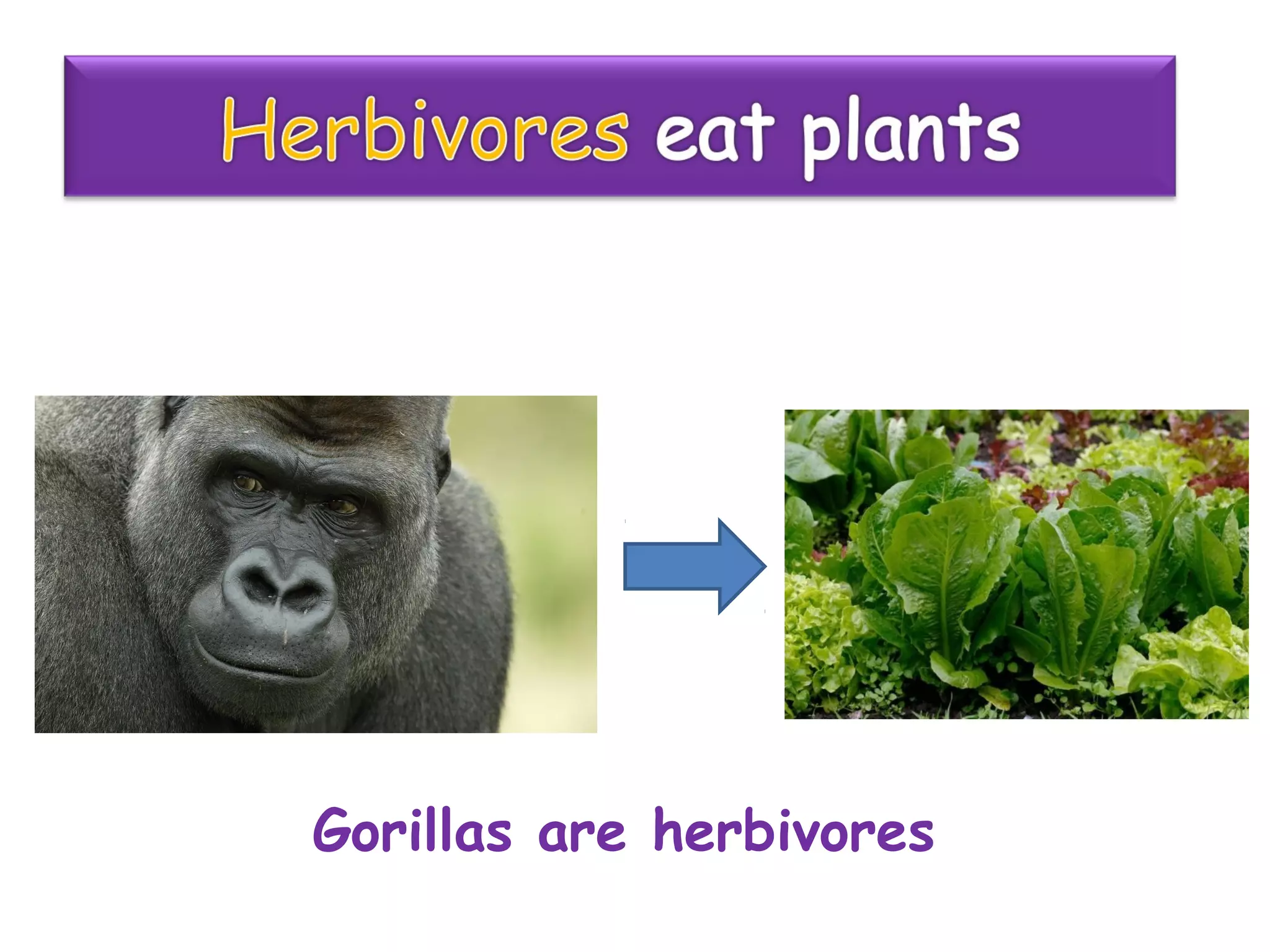 Gorillas are herbivores