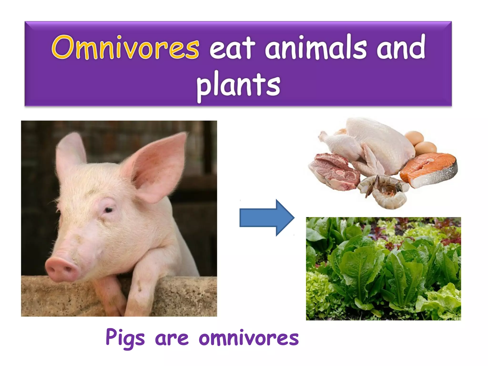 Pigs are omnivores
