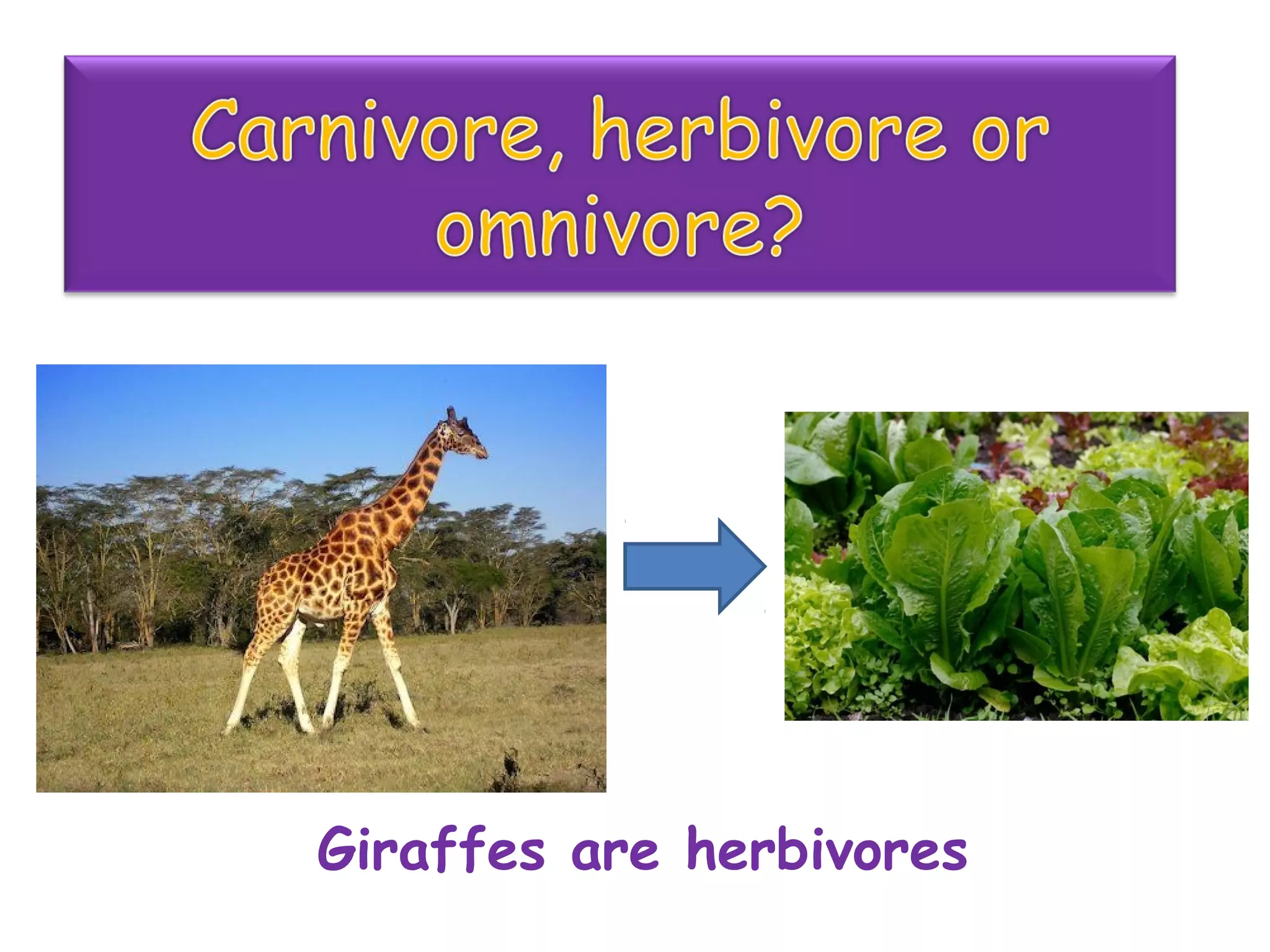 Giraffes are herbivores