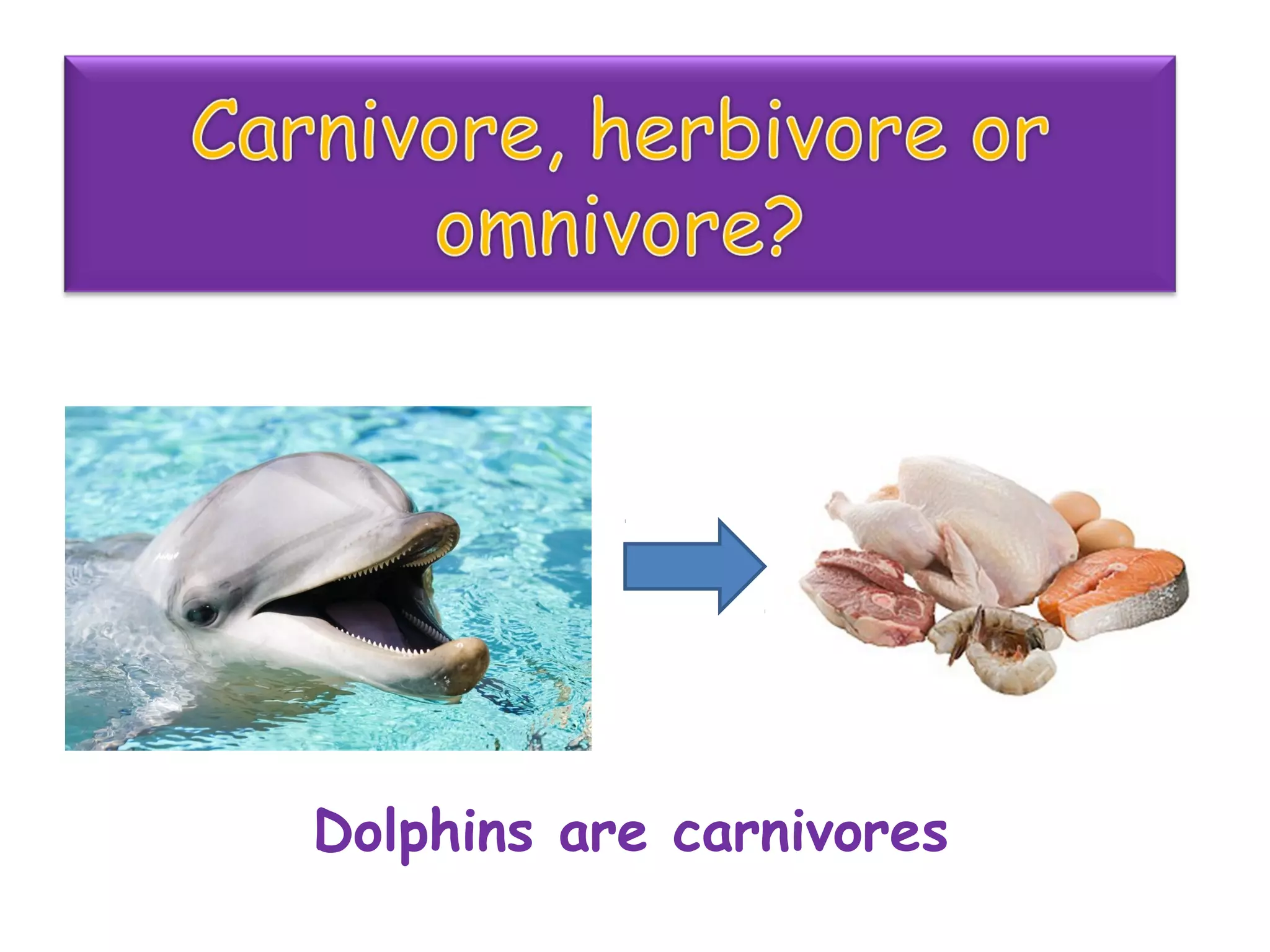 Dolphins are carnivores
