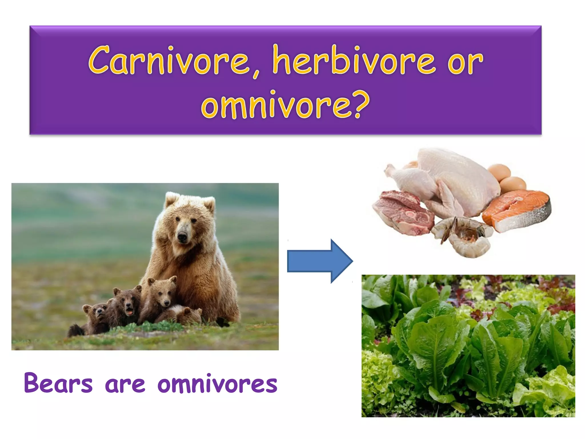 Bears are omnivores