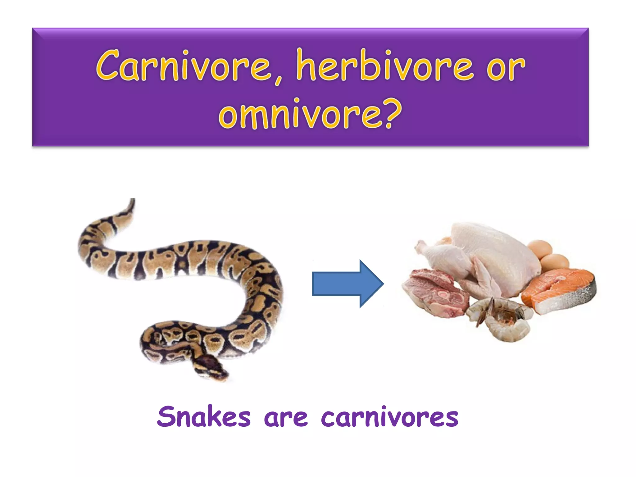 Snakes are carnivores