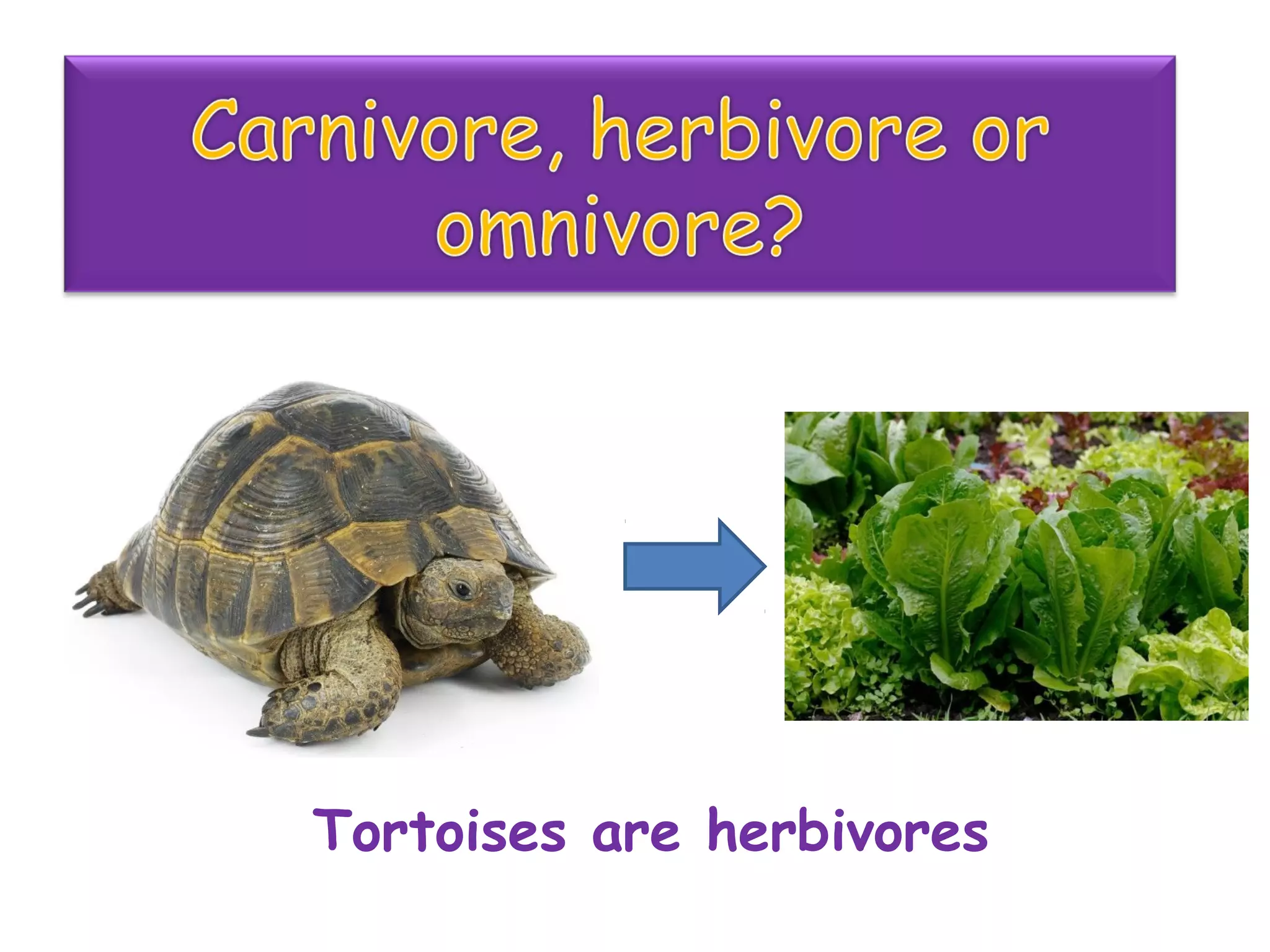 Tortoises are herbivores