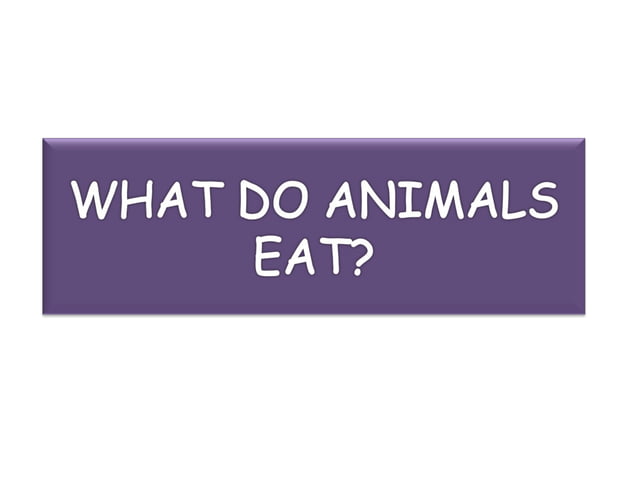 What do animals eat | PPT