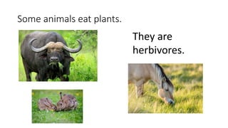 Some animals eat plants.
They are
herbivores.