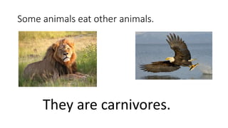 Some animals eat other animals.
They are carnivores.