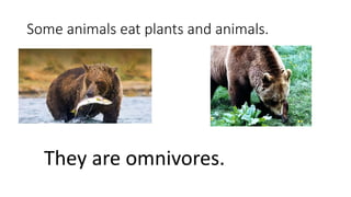 Some animals eat plants and animals.
They are omnivores.