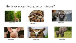 Herbivore, carnivore, or omnivore?
herbivore
herbivore
carnivore omnivore
omnivore carnivore