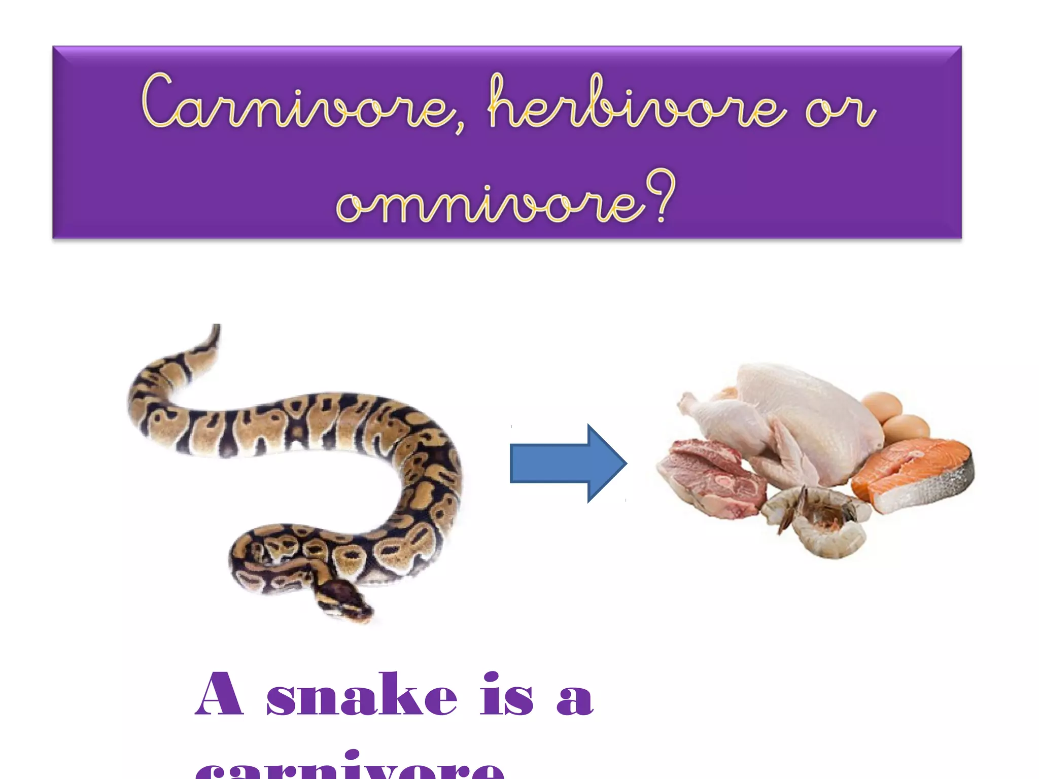 What do animals eat | PPT