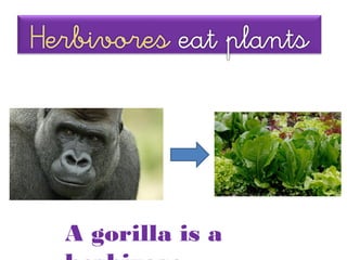 A gorilla is a
 