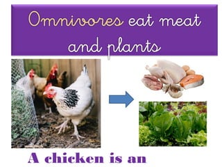 A chicken is an
 