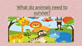 What do animals need to
survive?
 