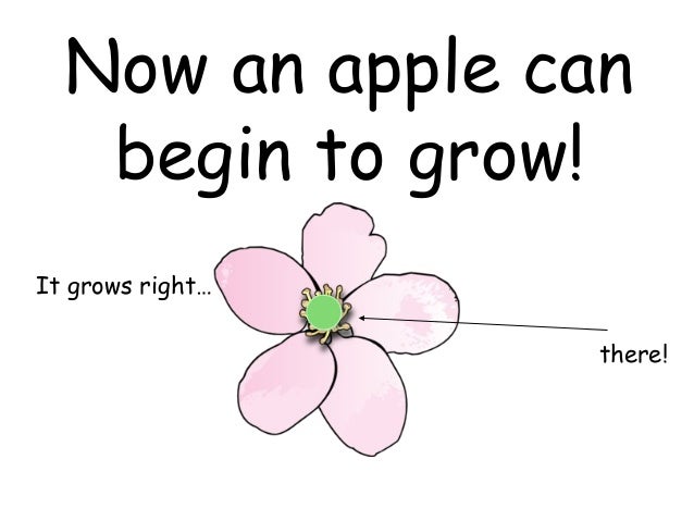 what do apples need to grow merry christmas big hungry bear