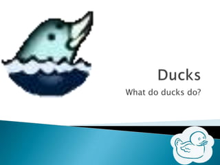 What do ducks do?
 
