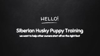 hello!
Siberian Husky Puppy Training
we want to help other owners start off on the right foot
 