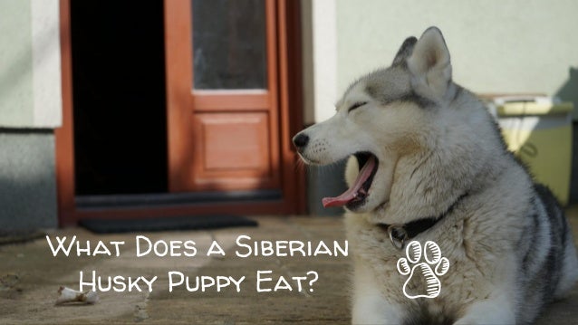 When Does Puppy Eat Adult Food When Does Puppy Eat Adult Food