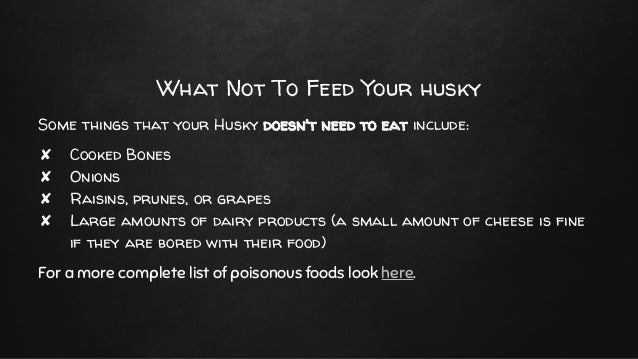 siberian husky puppy food what does a siberian husky puppy eat what is the best food for siberian husky puppy food what does a siberian husky puppy eat what is the best food for