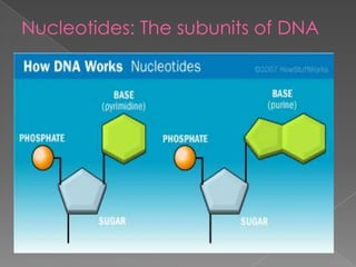 Nucleotides: Thesubunits of DNA