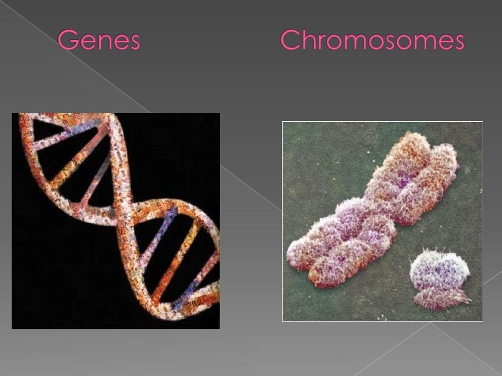 What Does Dna Look Like