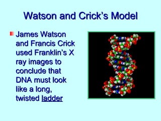 Watson and Crick’s Model
James Watson
and Francis Crick
used Franklin’s X
ray images to
conclude that
DNA must look
like a long,
twisted ladder
 