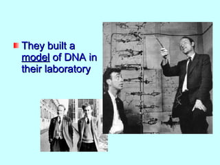 They built a
model of DNA in
their laboratory
 