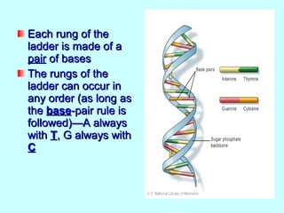 Each rung of the
ladder is made of a
pair of bases
The rungs of the
ladder can occur in
any order (as long as
the base-pair rule is
followed)—A always
with T, G always with
C
 