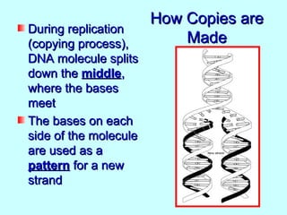 How Copies are
During replication
(copying process),         Made
DNA molecule splits
down the middle,
where the bases
meet
The bases on each
side of the molecule
are used as a
pattern for a new
strand
 