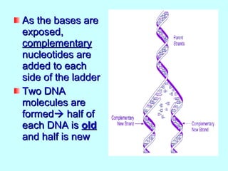 As the bases are
exposed,
complementary
nucleotides are
added to each
side of the ladder
Two DNA
molecules are
formed half of
each DNA is old
and half is new
 