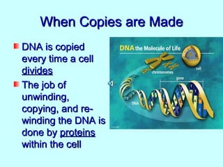 When Copies are Made
DNA is copied
every time a cell
divides
The job of
unwinding,
copying, and re-
winding the DNA is
done by proteins
within the cell
 
