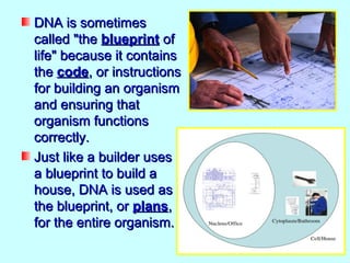 DNA is sometimes
called "the blueprint of
life" because it contains
the code, or instructions
for building an organism
and ensuring that
organism functions
correctly.
Just like a builder uses
a blueprint to build a
house, DNA is used as
the blueprint, or plans,
for the entire organism.
 