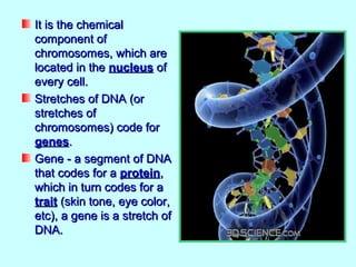 It is the chemical
component of
chromosomes, which are
located in the nucleus of
every cell.
Stretches of DNA (or
stretches of
chromosomes) code for
genes.
Gene - a segment of DNA
that codes for a protein,
which in turn codes for a
trait (skin tone, eye color,
etc), a gene is a stretch of
DNA.
 