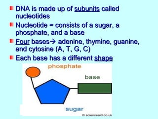 DNA is made up of subunits called
nucleotides
Nucleotide = consists of a sugar, a
phosphate, and a base
Four bases adenine, thymine, guanine,
and cytosine (A, T, G, C)
Each base has a different shape
 