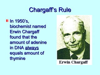 Chargaff’s Rule
In 1950’s,
biochemist named
Erwin Chargaff
found that the
amount of adenine
in DNA always
equals amount of
thymine
 