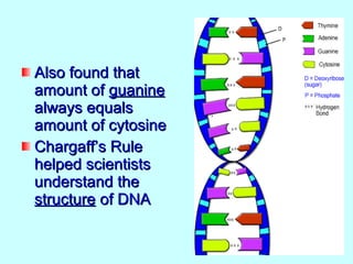 Also found that
amount of guanine
always equals
amount of cytosine
Chargaff’s Rule
helped scientists
understand the
structure of DNA
 