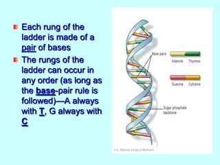 Each rung of the
ladder is made of a
pair of bases
The rungs of the
ladder can occur in
any order (as long as
the base-pair rule is
followed)—A always
with T, G always with
C

 