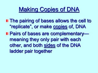 Making Copies of DNA
The pairing of bases allows the cell to
“replicate”, or make copies of, DNA
Pairs of bases are complementary—
meaning they only pair with each
other, and both sides of the DNA
ladder pair together

 
