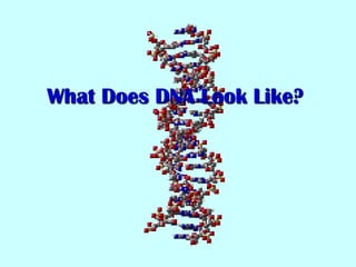 What Does DNA Look Like?

 