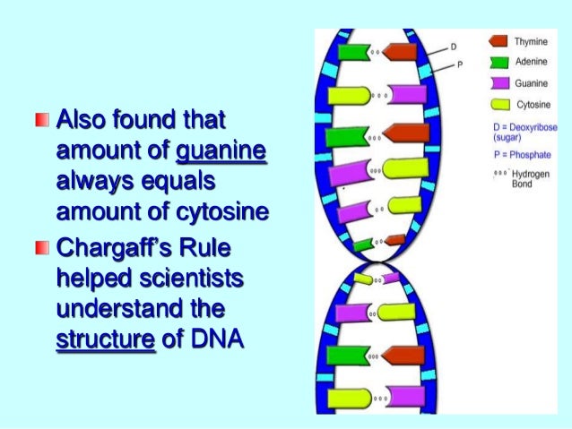 what does dna look like notes
