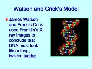 Watson and Crick’s Model
James Watson
and Francis Crick
used Franklin’s X
ray images to
conclude that
DNA must look
like a long,
twisted ladder
 