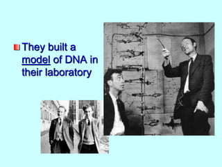 They built a
model of DNA in
their laboratory
 