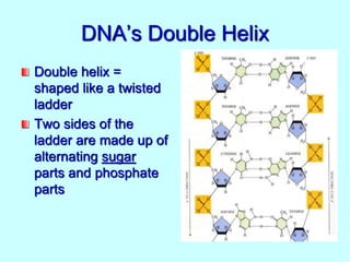 DNA’s Double Helix
Double helix =
shaped like a twisted
ladder
Two sides of the
ladder are made up of
alternating sugar
parts and phosphate
parts
 
