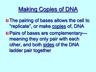 Making Copies of DNA
The pairing of bases allows the cell to
“replicate”, or make copies of, DNA
Pairs of bases are complementary—
meaning they only pair with each
other, and both sides of the DNA
ladder pair together
 