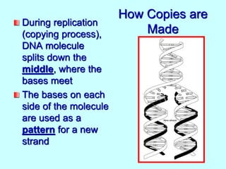 How Copies are
Made
During replication
(copying process),
DNA molecule
splits down the
middle, where the
bases meet
The bases on each
side of the molecule
are used as a
pattern for a new
strand
 