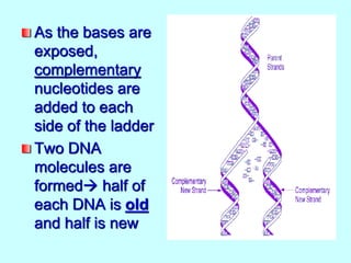 As the bases are
exposed,
complementary
nucleotides are
added to each
side of the ladder
Two DNA
molecules are
formed half of
each DNA is old
and half is new
 