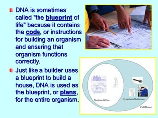 DNA is sometimes
called "the blueprint of
life" because it contains
the code, or instructions
for building an organism
and ensuring that
organism functions
correctly.
Just like a builder uses
a blueprint to build a
house, DNA is used as
the blueprint, or plans,
for the entire organism.
 