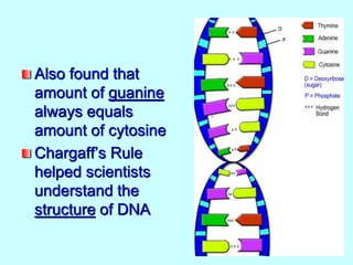 Also found that
amount of guanine
always equals
amount of cytosine
Chargaff’s Rule
helped scientists
understand the
structure of DNA
 